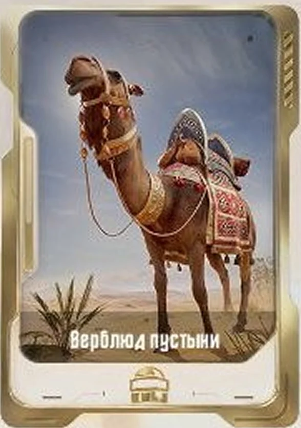 Верблюд пустыни